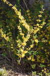 Weeping forsythia